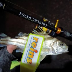 2023/12/08 南港ライトゲーム釣行 (アジ狙い)