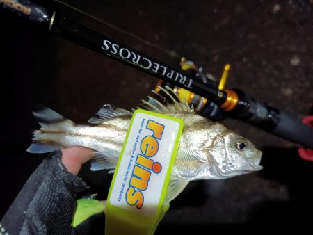 2023/12/08 南港ライトゲーム釣行 (アジ狙い)