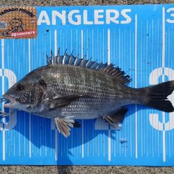 今治出張中、休み取れましたのでフカセ釣り第4戦✨