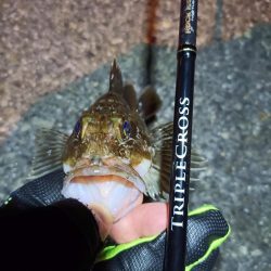 2023/12/12 南港ライトゲーム釣行 (ロックフィッシュ狙い!)