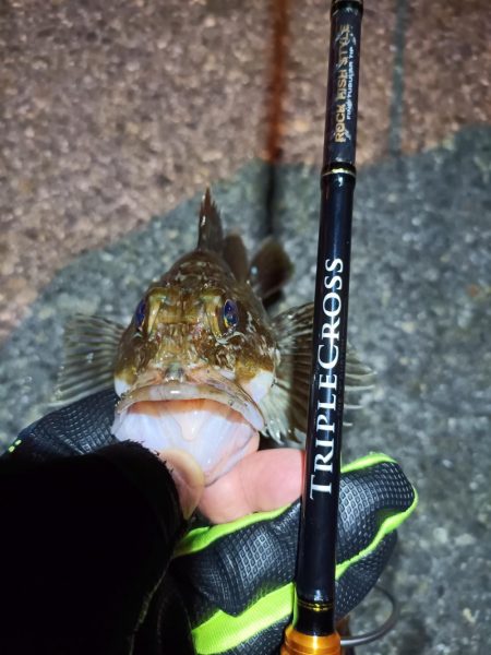 2023/12/12 南港ライトゲーム釣行 (ロックフィッシュ狙い!)