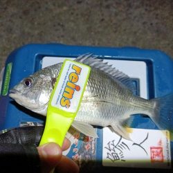 2023/12/13 南港ライトゲーム釣行 (アジ狙い)