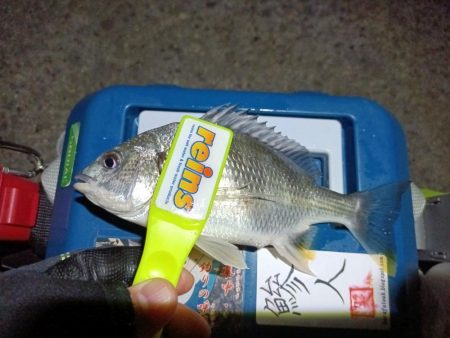 2023/12/13 南港ライトゲーム釣行 (アジ狙い)