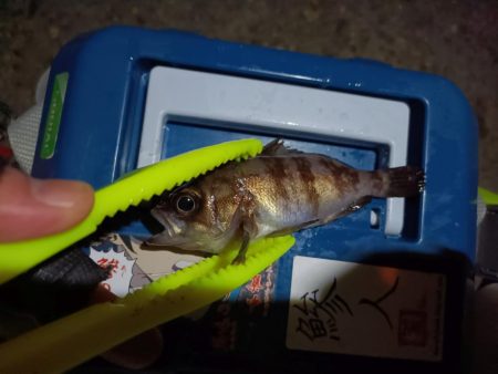 2023/12/17 南港ライトゲーム釣行 (ロックフィッシュ狙い)