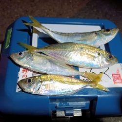 2023/12/18 南港ライトゲーム釣行 (アジ狙い)