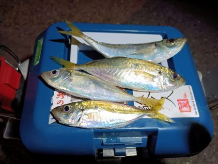 2023/12/18 南港ライトゲーム釣行…