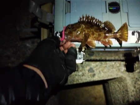 釣れると楽しい