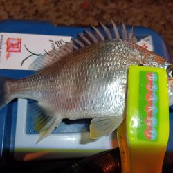 2023/12/26 南港ライトゲーム釣行 (ロックフィッシュ狙い)