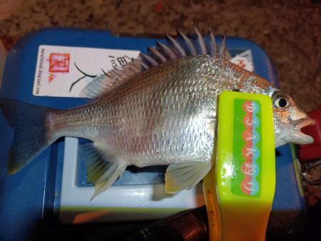 2023/12/26 南港ライトゲーム釣行 (ロックフィッシュ狙い)