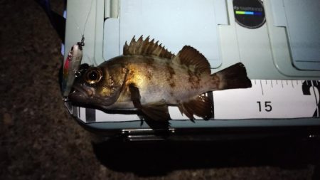 大発明! プラグワームで初めてのメバル!!