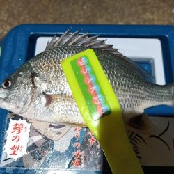 2023/12/27 南港ライトゲーム釣行 (アジ狙い)