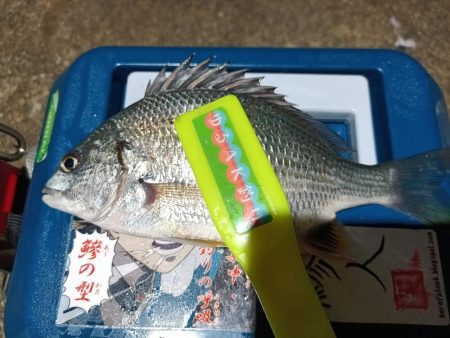 2023/12/27 南港ライトゲーム釣行 (アジ狙い)