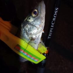 2023/12/28 南港ライトゲーム釣行 (アジ狙い)