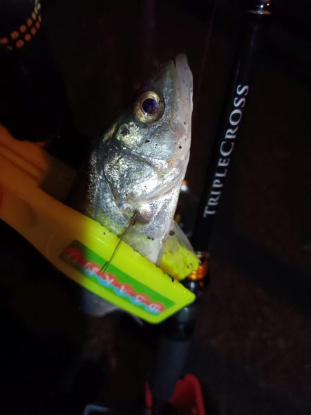 2023/12/28 南港ライトゲーム釣行 (アジ狙い)