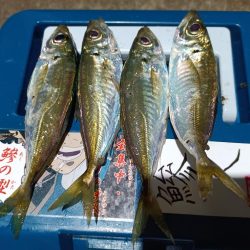 2023/12/29 南港ライトゲーム釣行 (アジ狙い)