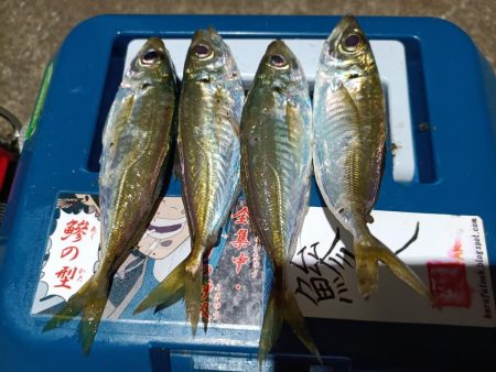 2023/12/29 南港ライトゲーム釣行…