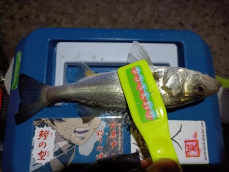 2023/12/30 南港ライトゲーム釣行…