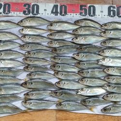 貝塚人口島アジ爆釣