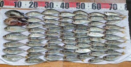 貝塚人口島アジ爆釣