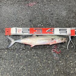 続舞鶴サゴシ祭り