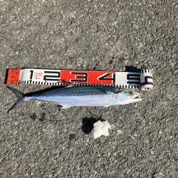 サゴシランガン