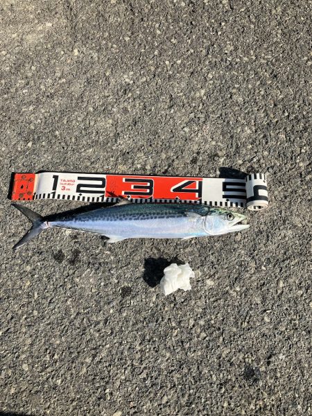 サゴシランガン