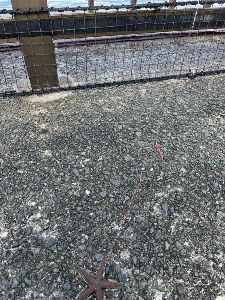 渋いシーズン到来