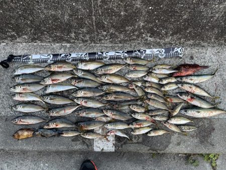 アジングで初めての爆釣