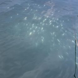 デイ太刀魚爆沸き継続中!