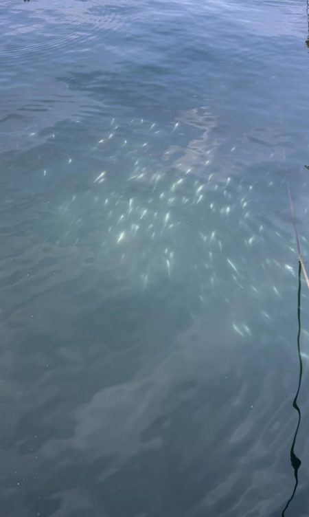 デイ太刀魚爆沸き継続中!