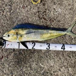 釣り納めはペンペン祭り