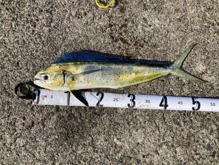 釣り納めはペンペン祭り