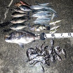 巨チヌにサヨリ、良型グレやスズメダイ大漁〜!!