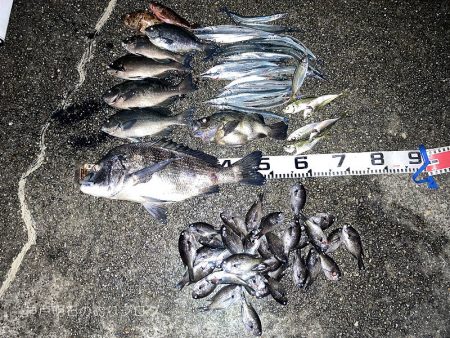 巨チヌにサヨリ、良型グレやスズメダイ大漁〜…