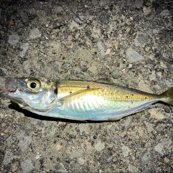 ガッシーで納竿会