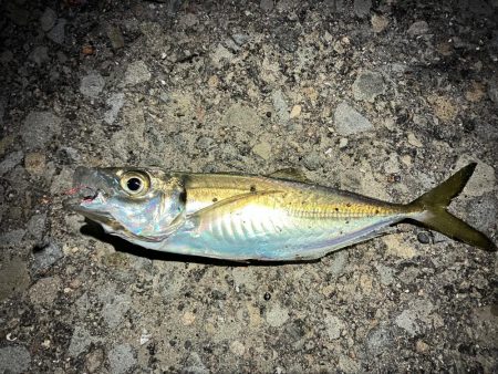 ガッシーで納竿会