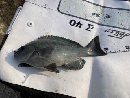 釣り納めはグレ狙い