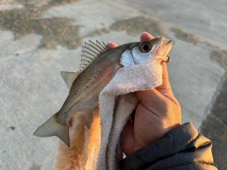 寒くてもメッキ！