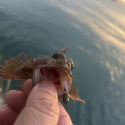 何にも釣れないときはガッシー!