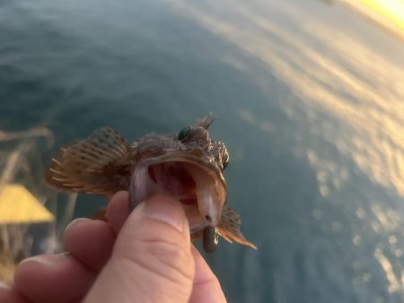 何にも釣れないときはガッシー!