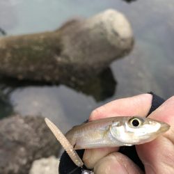 初心者アジング