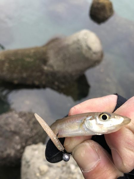 初心者アジング