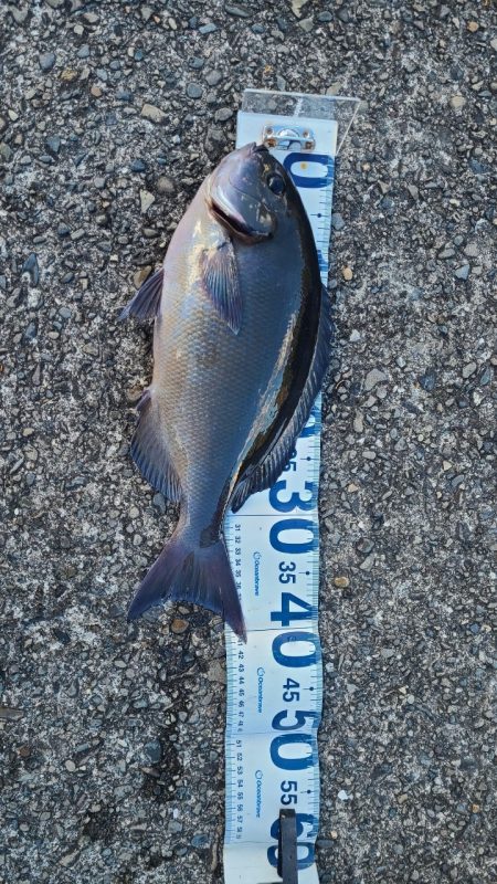 DAIWAマスターズブロック大会　勝浦