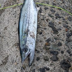 久しぶりの釣果