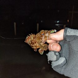 ヒイカエギング