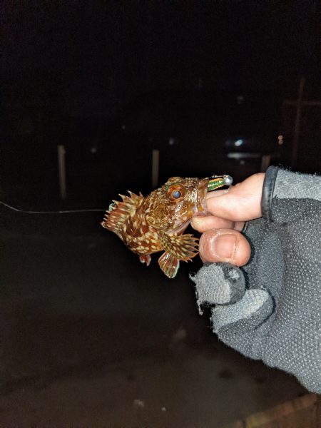 ヒイカエギング