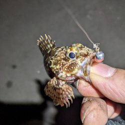 ヒイカ釣り納め