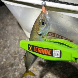 釣り納めアジング🎣