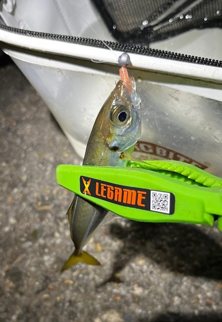 釣り納めアジング🎣