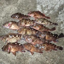 ミッドワインドで良型狙いの夜